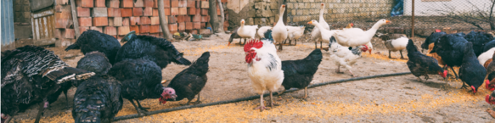 BVT Futterkalk für Geflügel Hühner Tauben und Vögel mit Vitaminen 5 kg rot