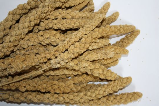 Kolbenhirse chinesisch gelb - Versele 15kg 