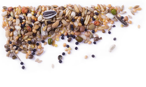 Seeds - | Sämereien Futtermittel 2,5kg Gladen Online Mühle Gladen Shop